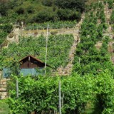 1208F 074 Neckar Weinanbau